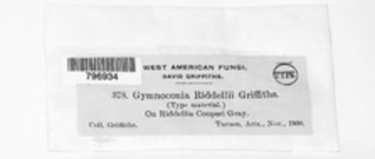 Gymnoconia riddelliae image